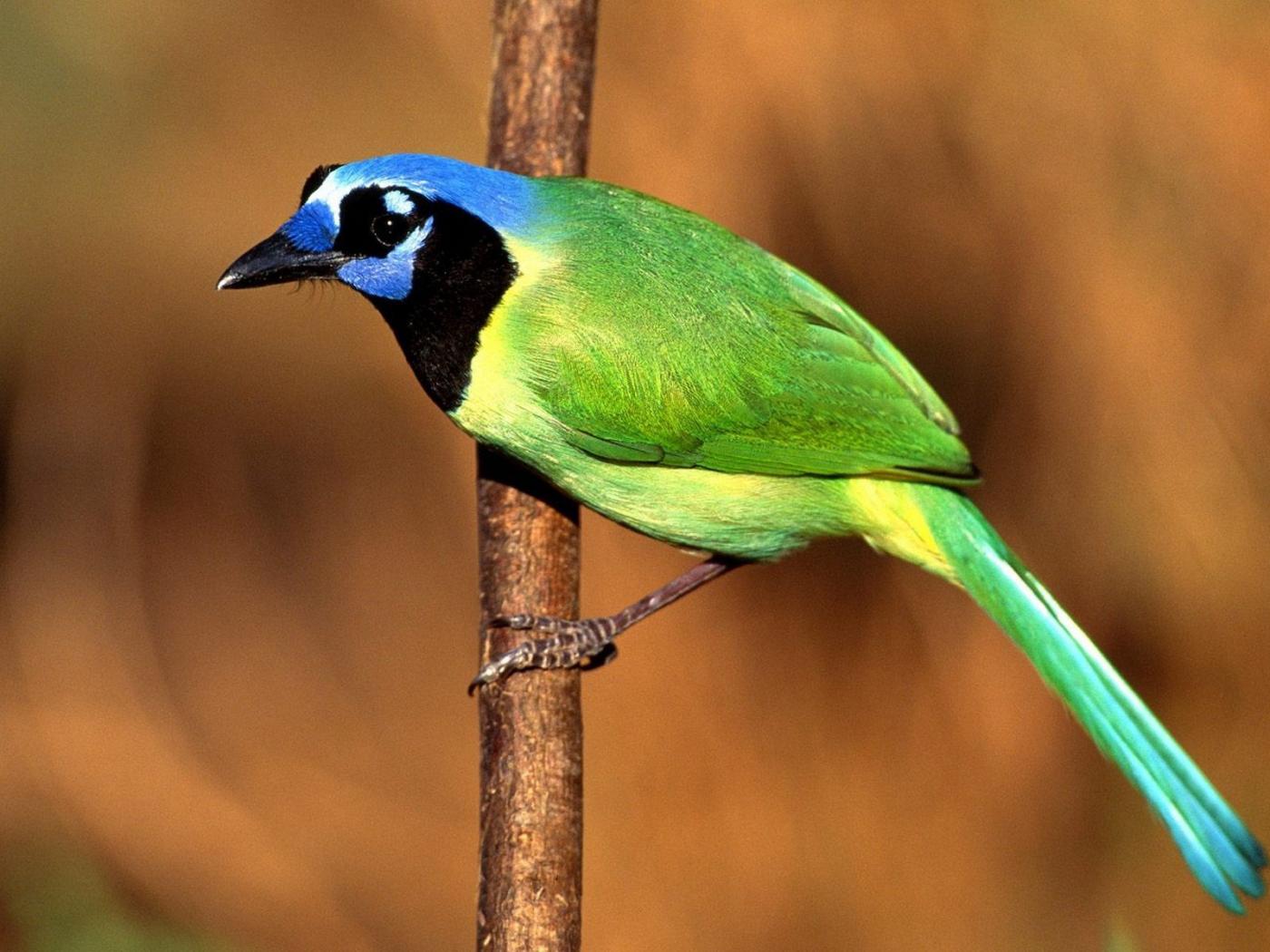 зеленая сойка