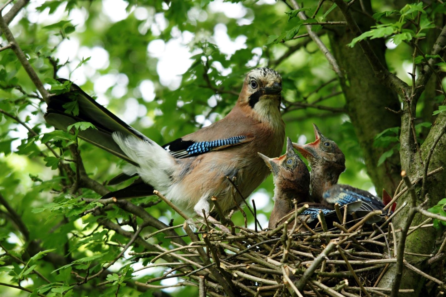 гнездо сойки с детенышами