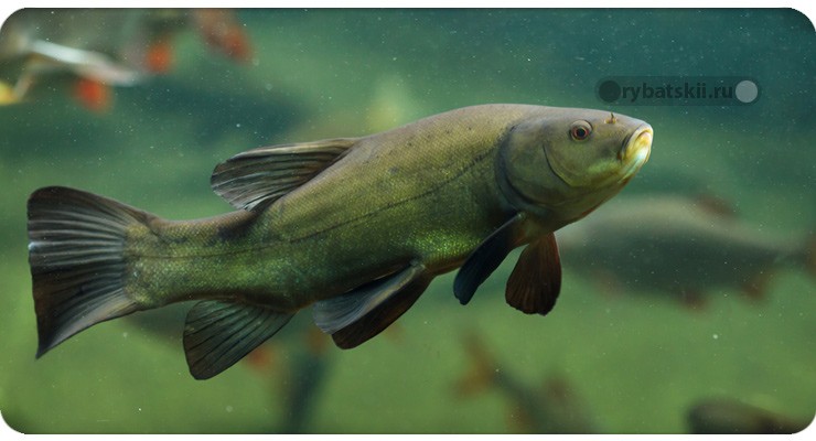 Линь поднимается к поверхности