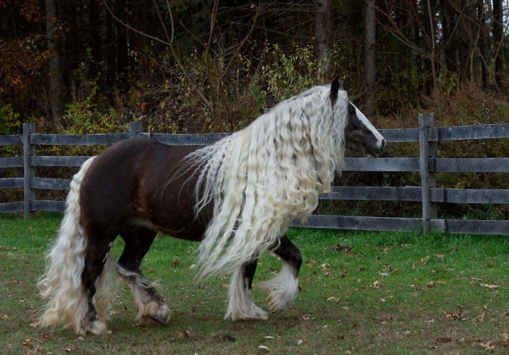 Цыганская упряжная