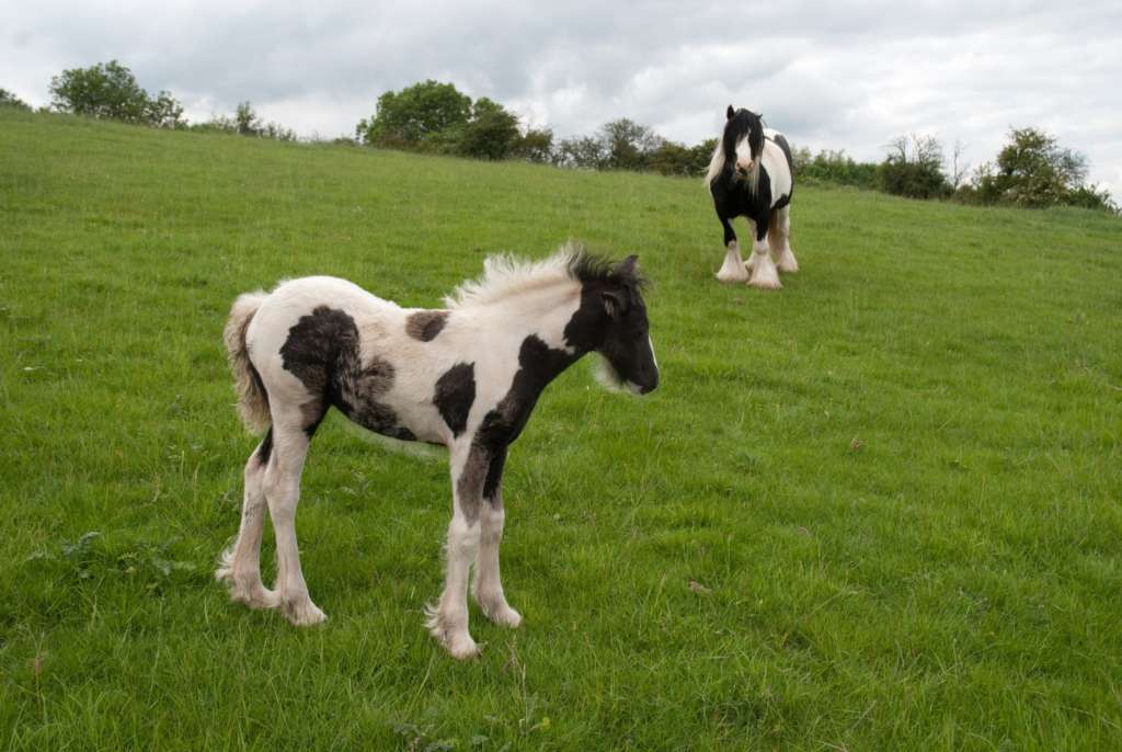 Маленькие тинкеры