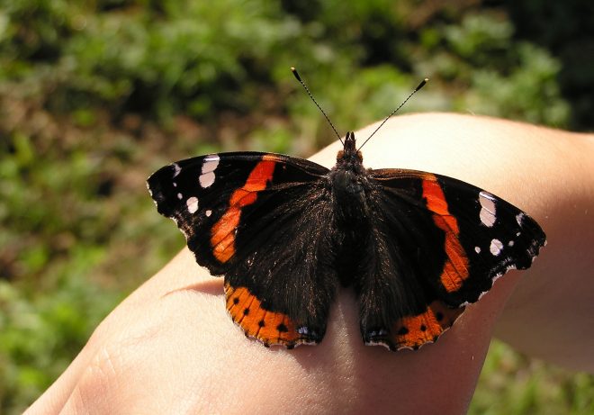 ванесса Аталанта на руке