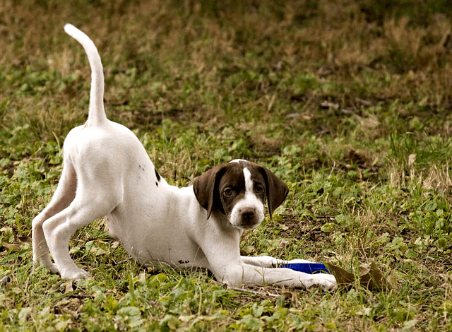 Английский пойнтер - щенок