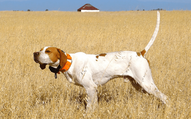 Английский пойнтер - история