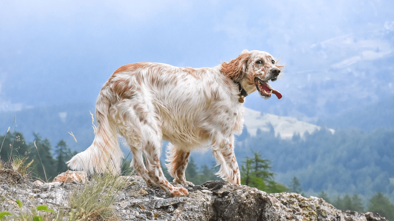 Английский сеттер - прогулки
