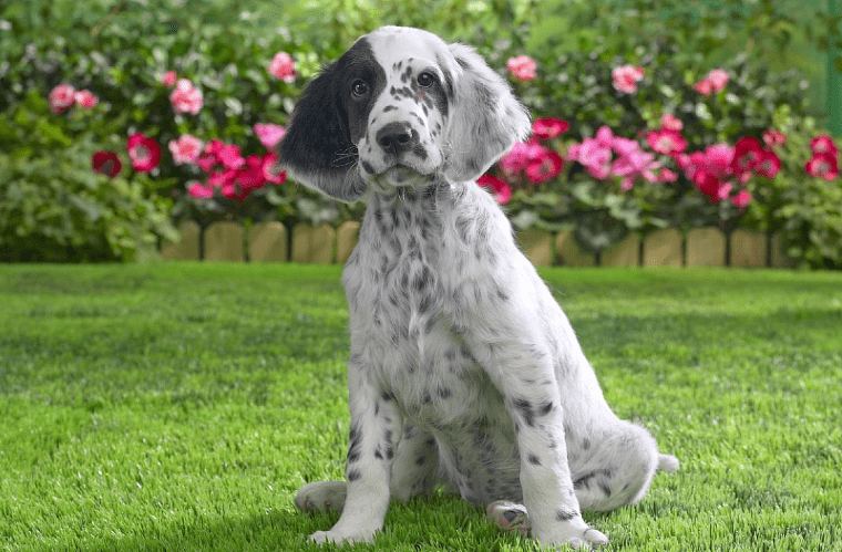 Английский сеттер - щенок