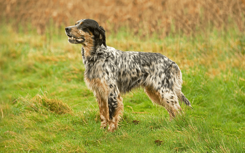 Английский сеттер - внешний вид