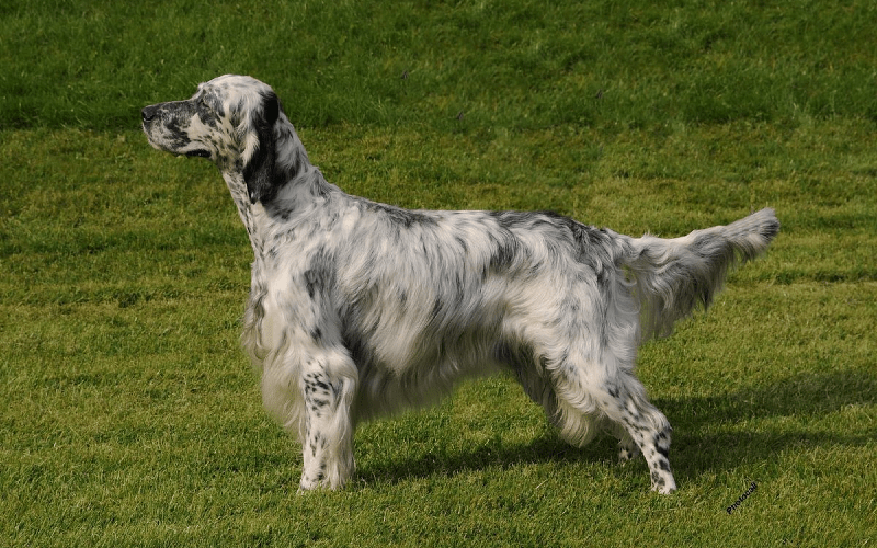 Английский сеттер - окрас