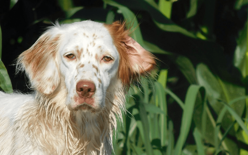 Английский сеттер - уход