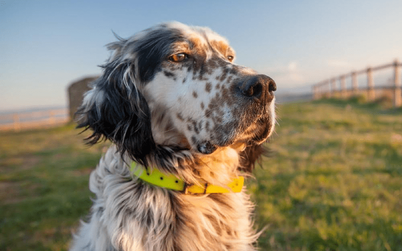 Английский сеттер - история