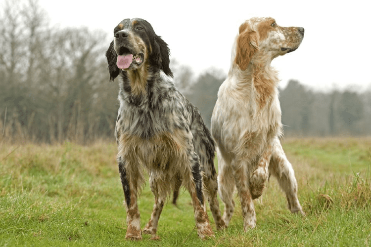 Английский сеттер - дрессировка