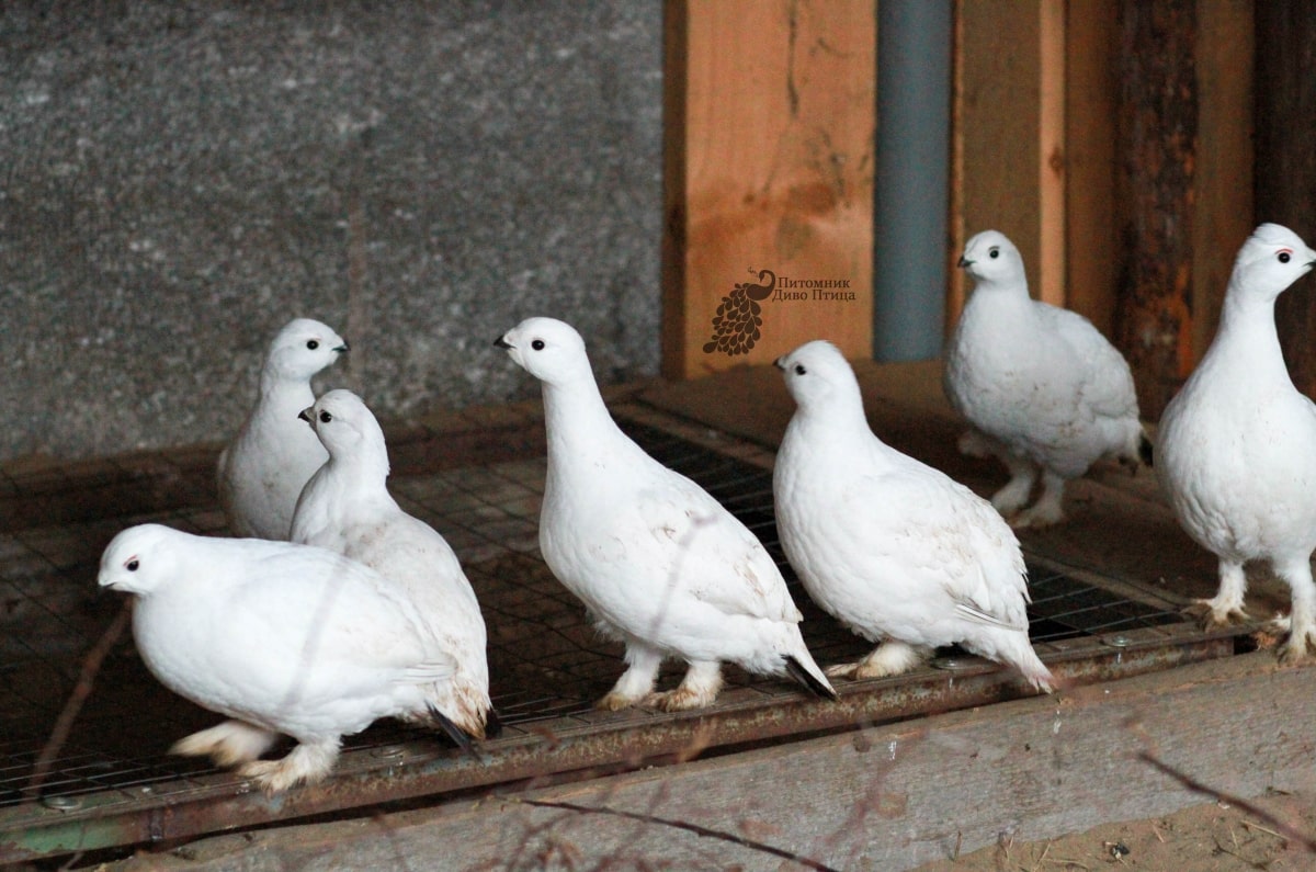 Полярные куропатки