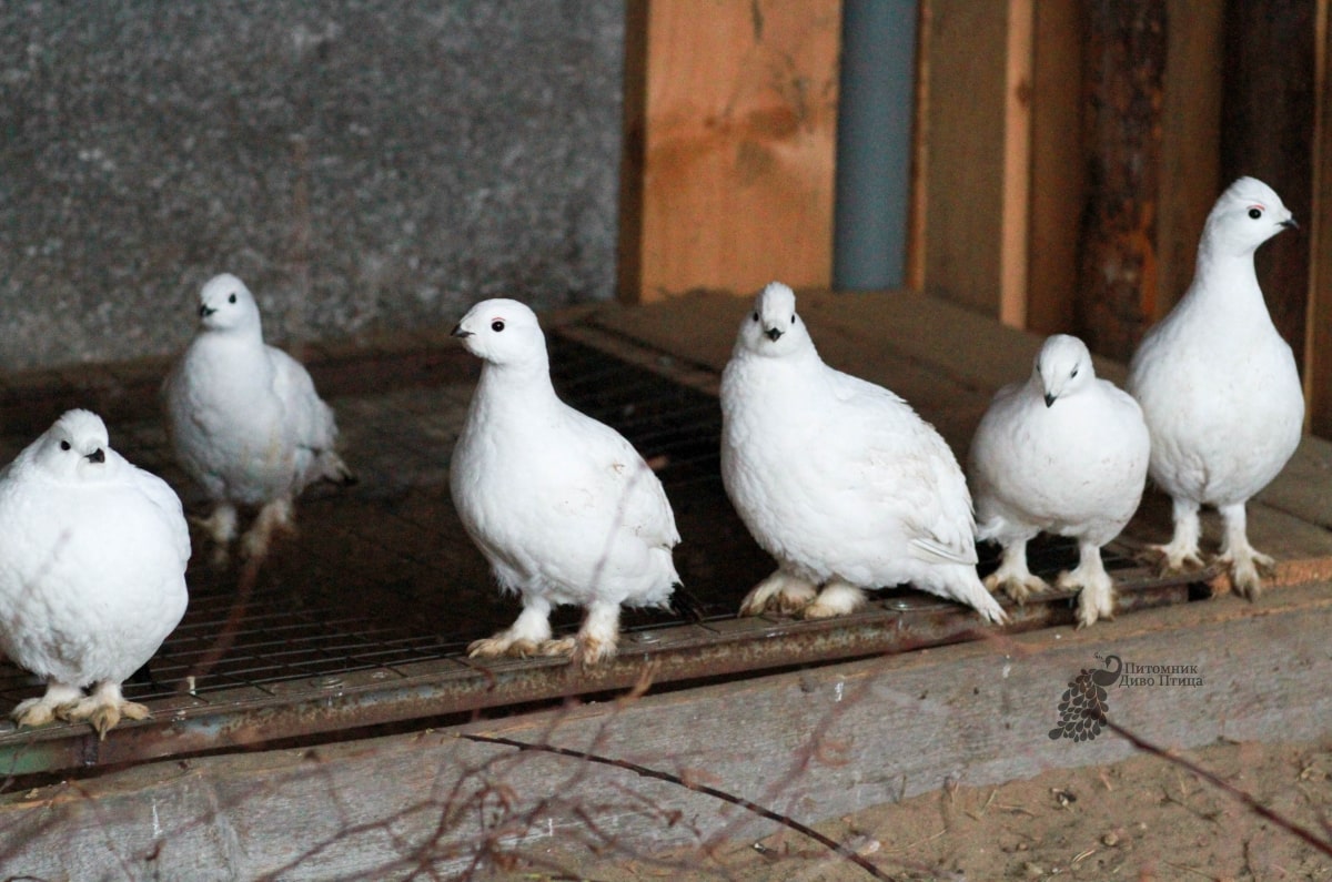 Белая куропатка