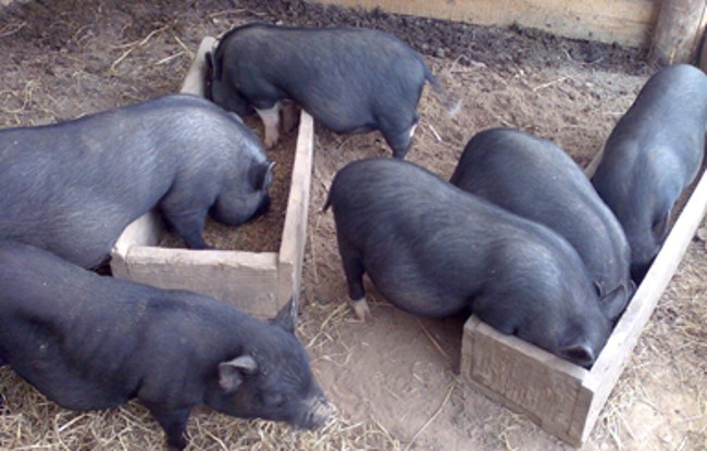 Кормить поросят