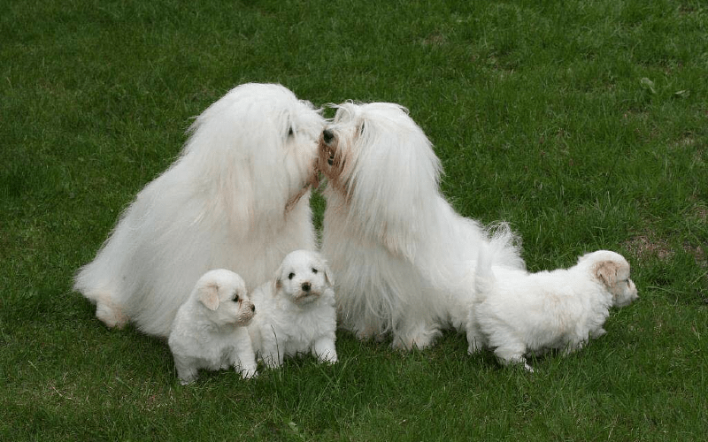 Котон де тулеар с щенками