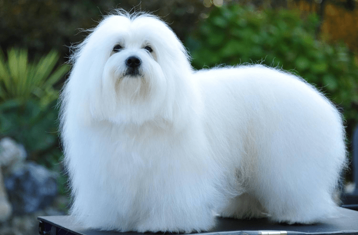 Котон де тулеар - размеры