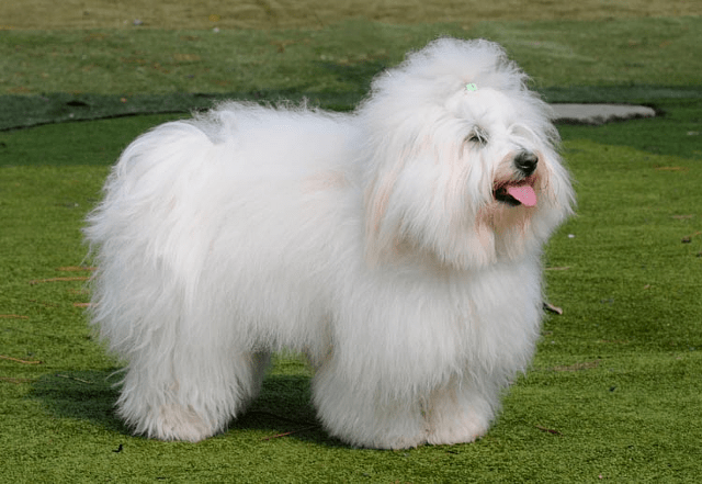 Котон де тулеар - окрас