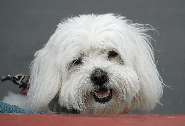 Котон де тулеар - гигиена