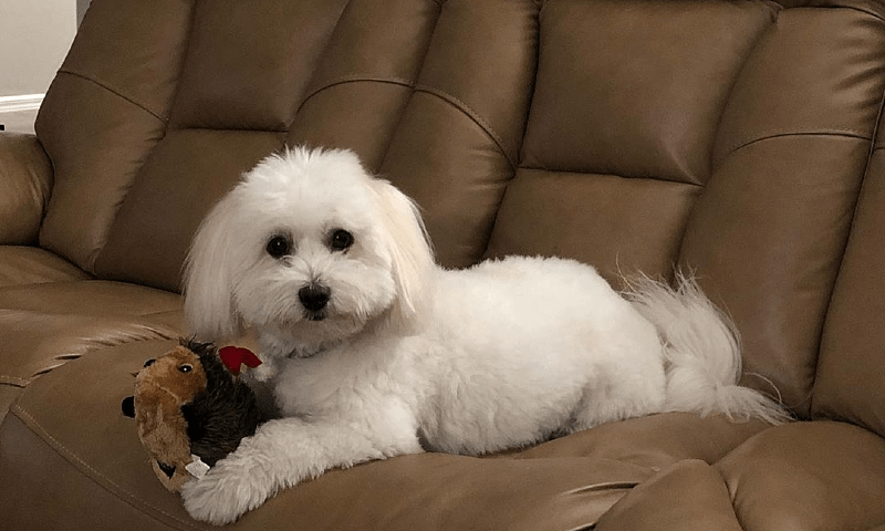 Котон де тулеар - характер