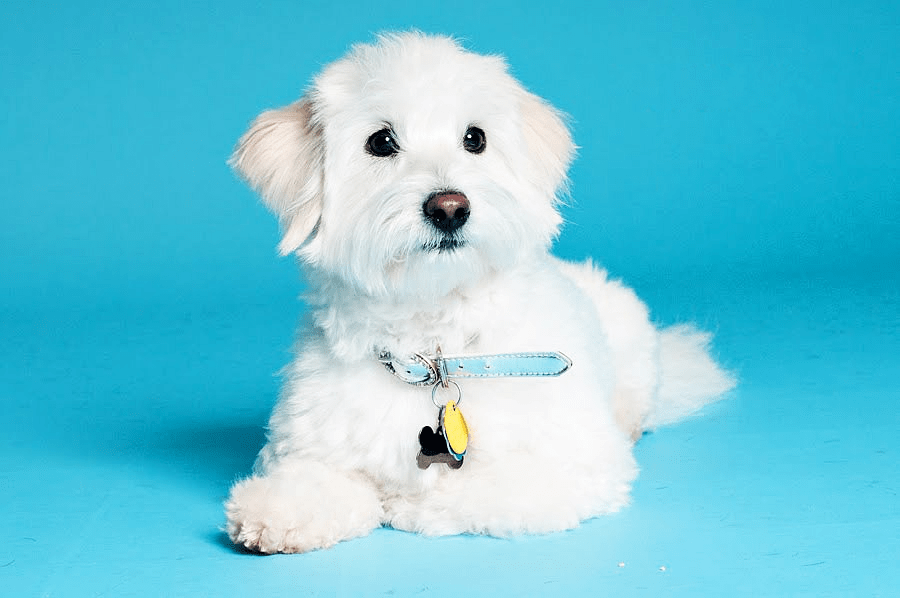 Котон де тулеар - воспитание