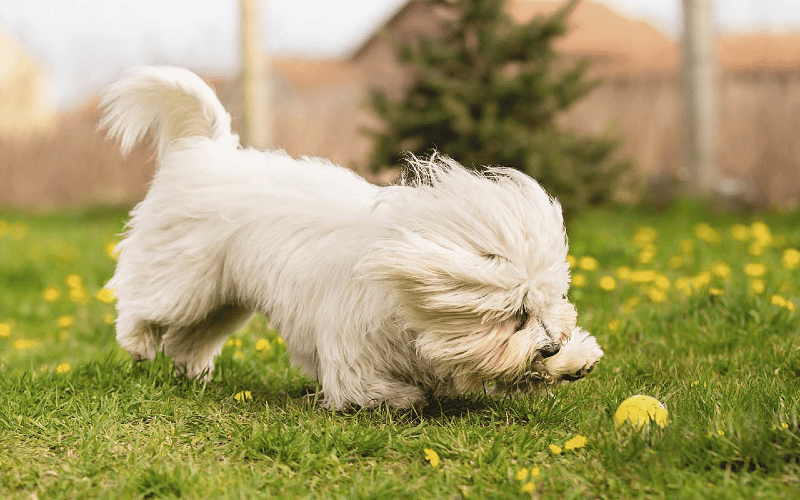 Котон де тулеар - прогулки