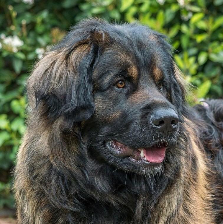 Леонбергер: внешний вид, особенности характера, уход и содержание, интересные факты