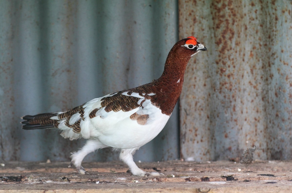 Арктическая куропатка