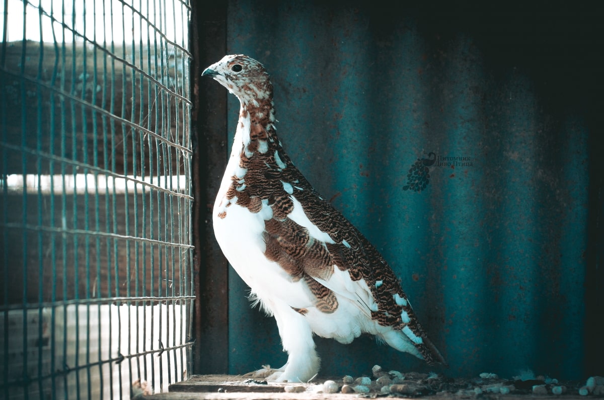 Арктическая куропатка