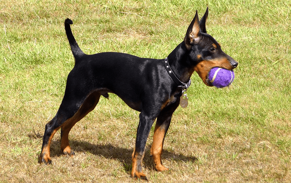 Манчестер-терьер - щенок