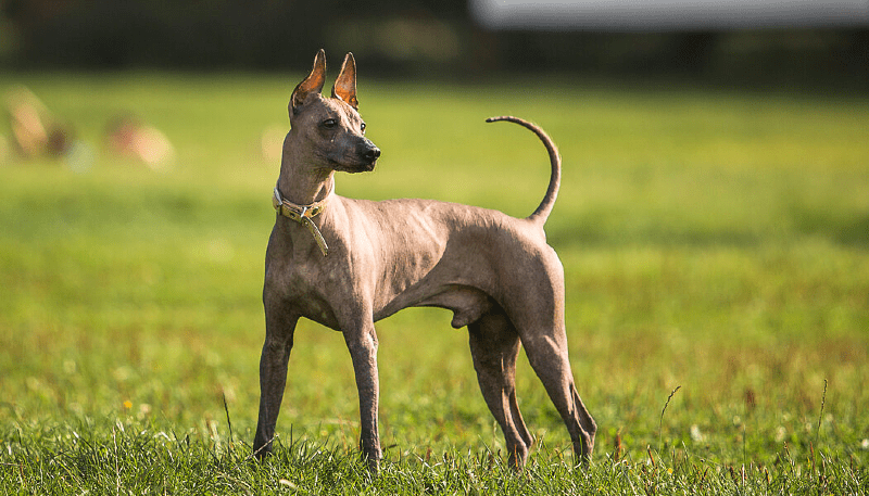 Перуанская голая собака - история
