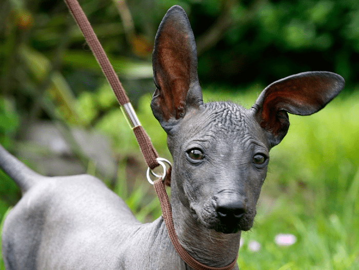 Перуанская голая собака - щенок