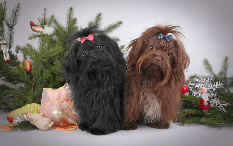 Русская цветная болонка - история