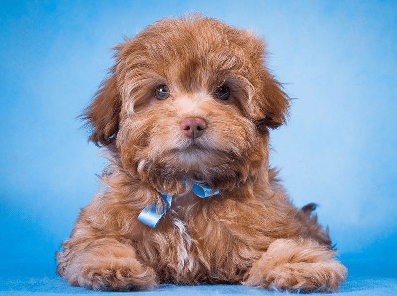 Русская цветная болонка - щенок