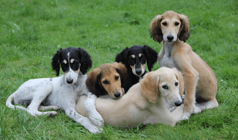 Салюки щенки