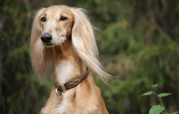 Собака Салюки - уход