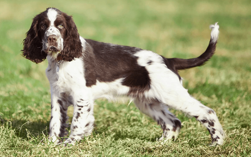 Щенок спрингер-спаниеля