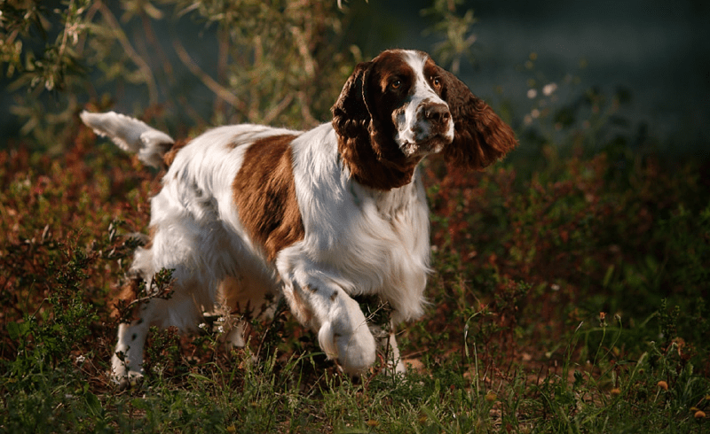 Спрингер-спаниель - История