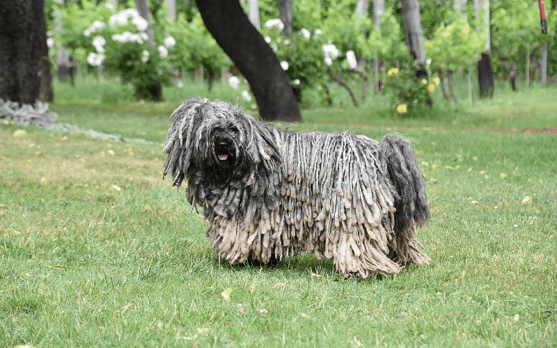 Венгерская овчарка пули - выбор питомца
