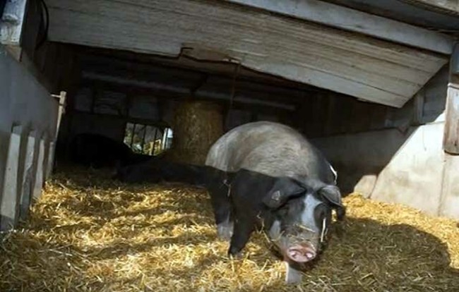 Вьетнамская свинья в свинарнике