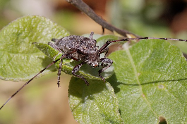 Жук дровосек - описание, питание, как выглядит, статус в красной книге