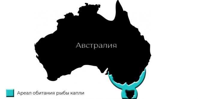 где живет капля