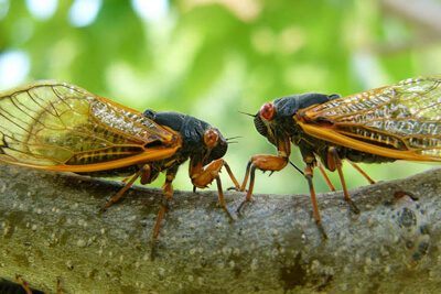 Цикады стрекочут для спаривания