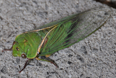 Цикада насекомое