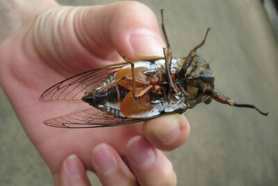 Цикада - насекомое снизу