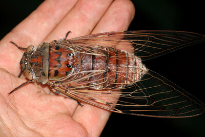 Королевская цикада (Megapomponia imperatoria или Pomponia imperatoria)