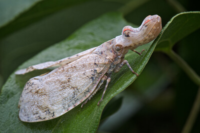 Суринамский фонарь - крокодил цикада