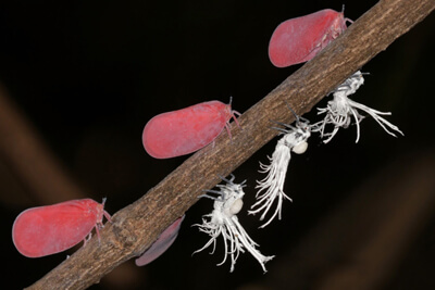 Розовые цикады и их личинки