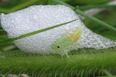 Цикада пенница пускает слюни