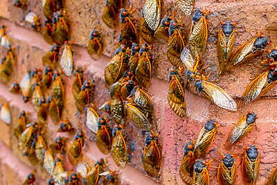 Журнал Цикада (Cicada septemdecim)