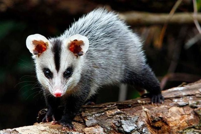 Белобрюхий опоссум - Didelphis albiventris